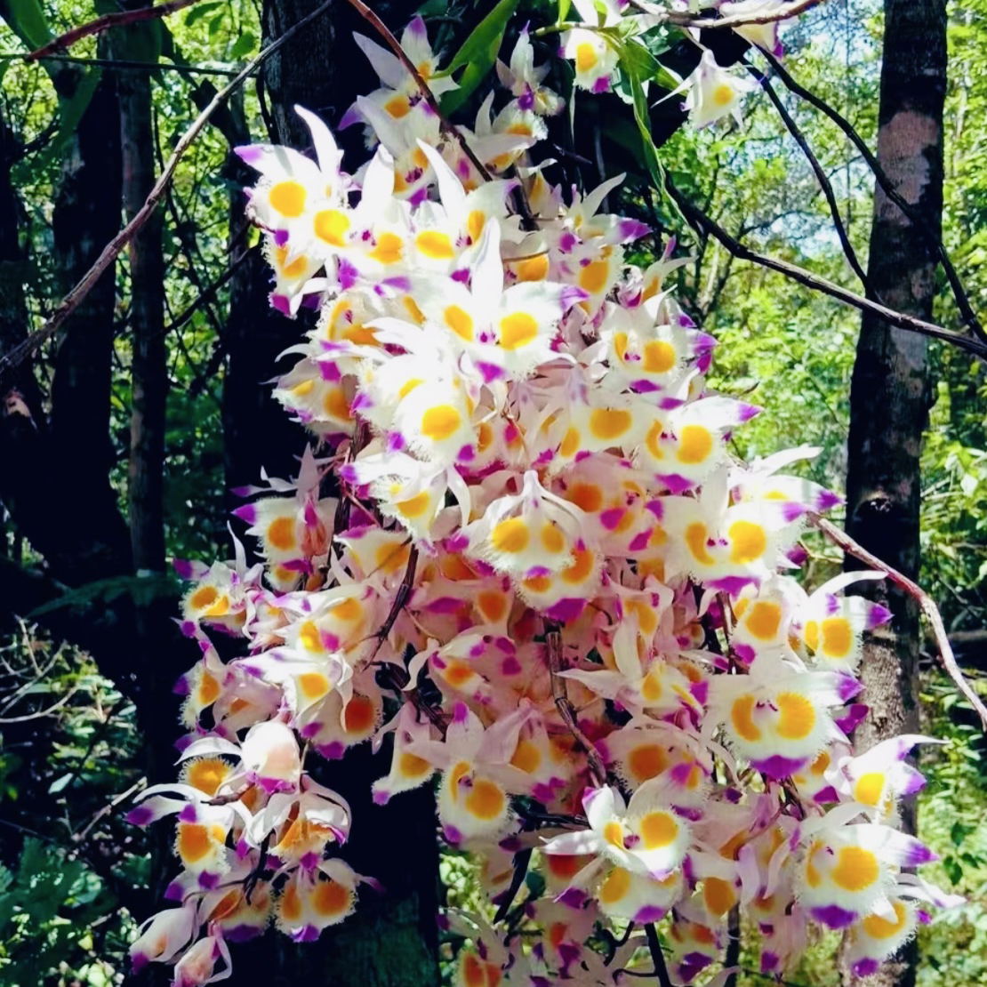 （晓陈山货）紫皮石斛鲜切花 云南高山特有 落叶开花（中长）可吃可赏