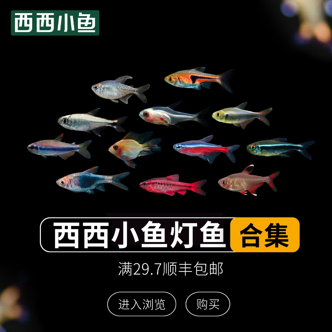 西西小鱼 新手不知道买什么推荐链接 灯科鱼