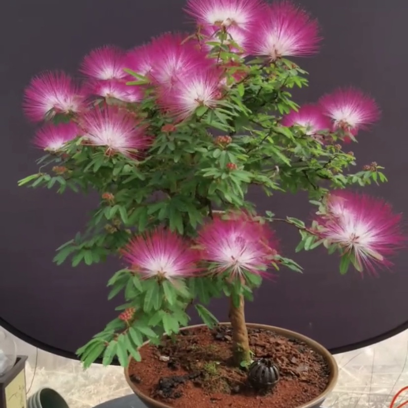 香水合欢花盆栽矮生花卉小叶姬合欢花可用于室内外景观好养的绿植