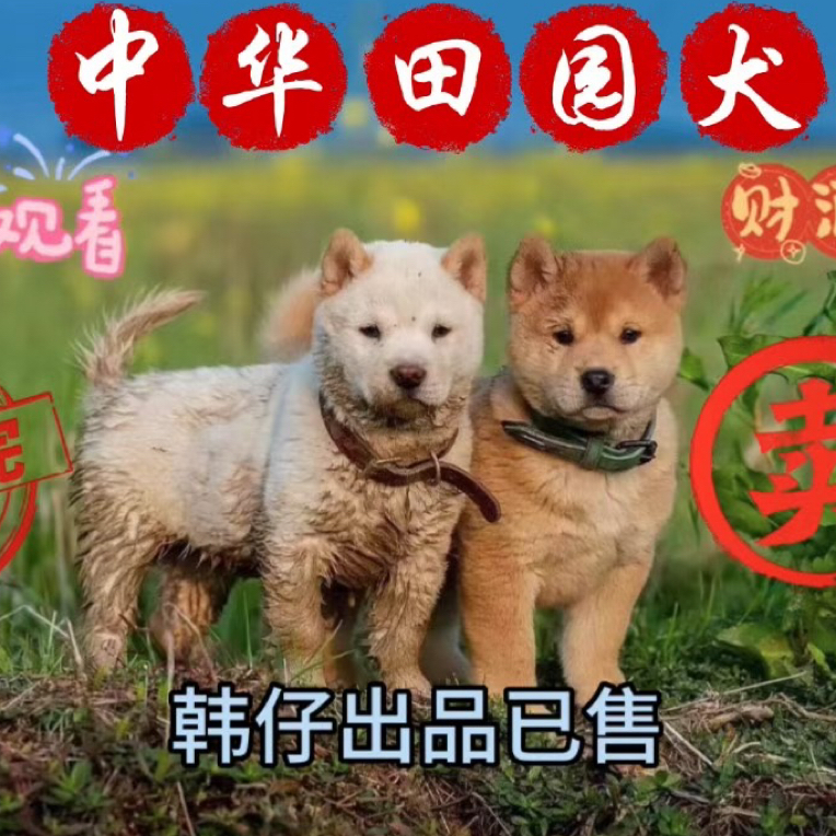 田园犬白土松黑土松看家护院