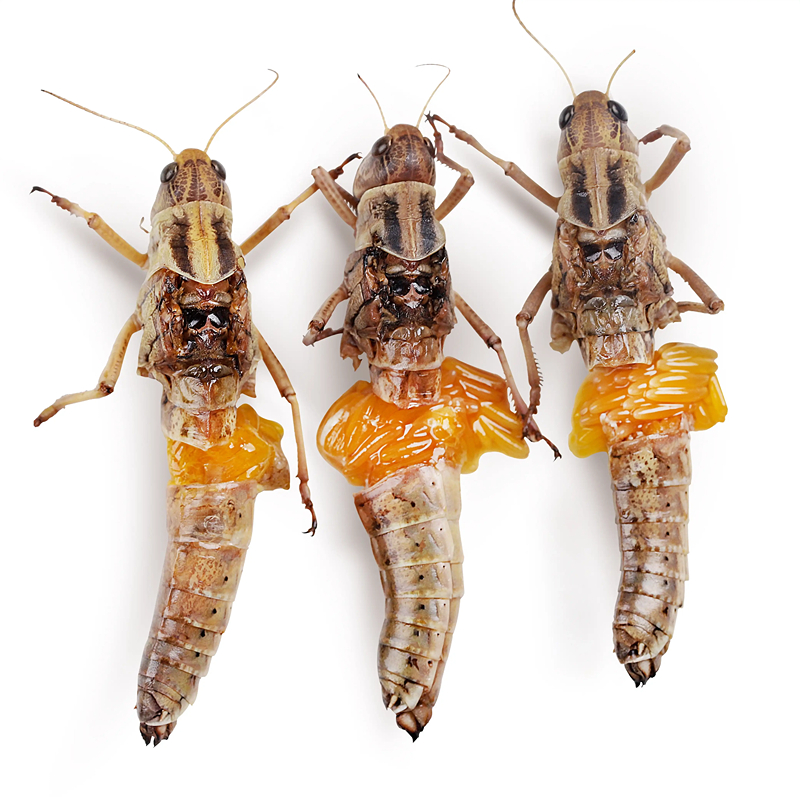 2025新鲜速冻蚂蚱 蚱蜢 去翅全母带卵籽 蝗虫 雌蚂蚱 东亚飞蝗