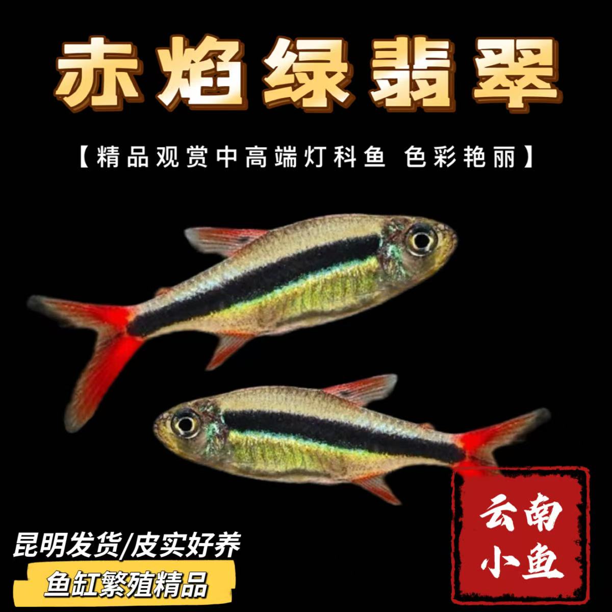 鱼缸繁殖精品赤焰绿翡翠中高端灯鱼小型热带观赏鱼草缸群游淡水鱼