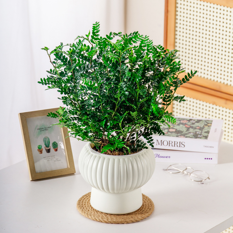 北欧ins风灯笼盆加厚树脂绿植花盆防陶瓷家用桌面摆件土培水培款