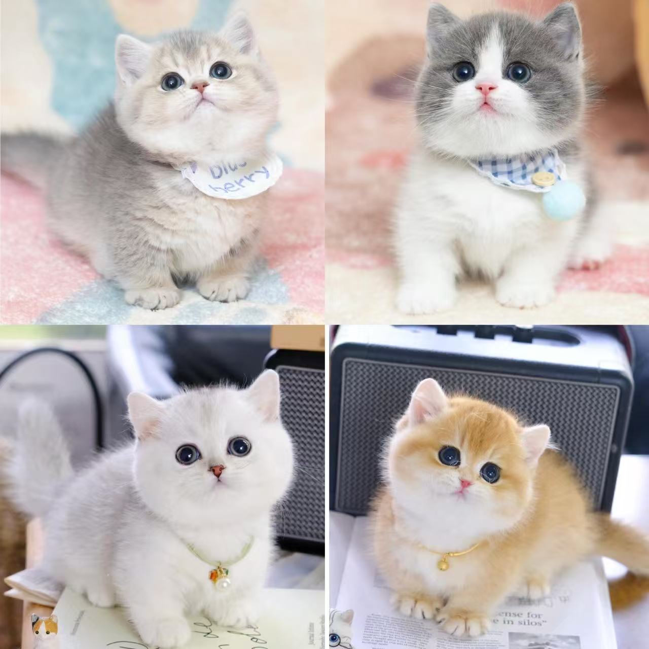 活体宠物猫咪幼猫2Ⅱ1