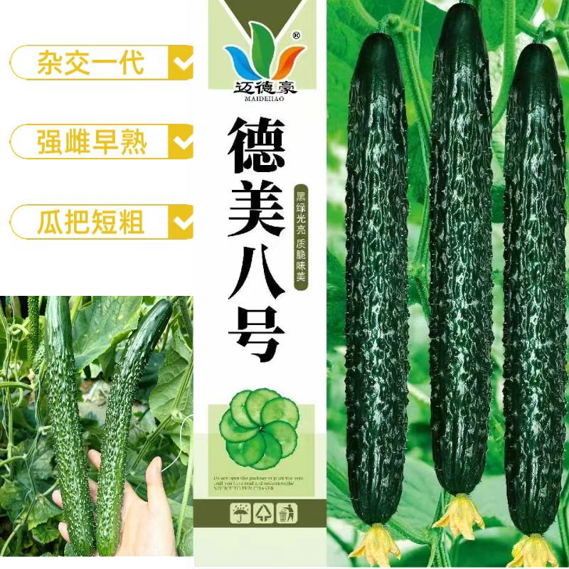 德美八号  黄瓜种子强雌杂交早熟黑油亮肉绿味香抗病耐寒瓜把短粗