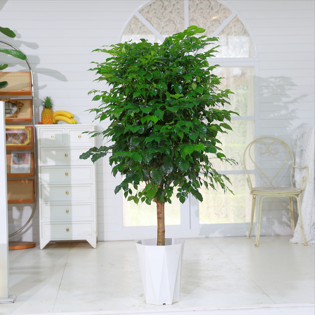 【顺丰送货上门】1.1-1.3米独杆棒棒糖幸福树室内外可吸醛净化空气