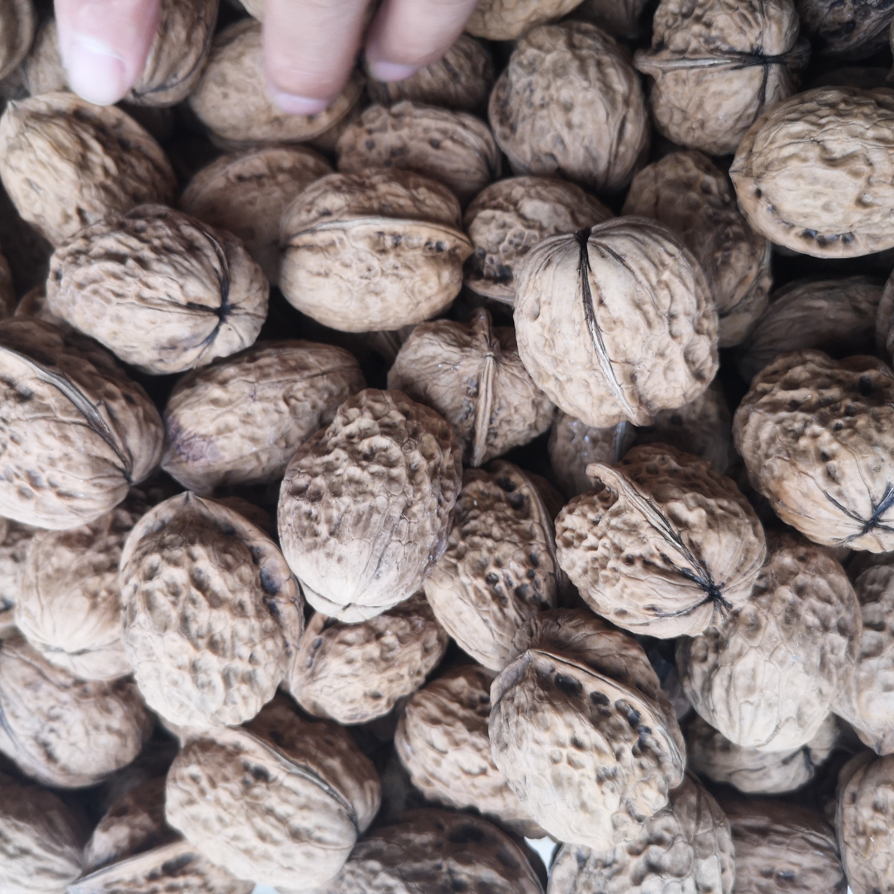 贵州本地核桃今年新核桃高山核桃格林永长村核桃