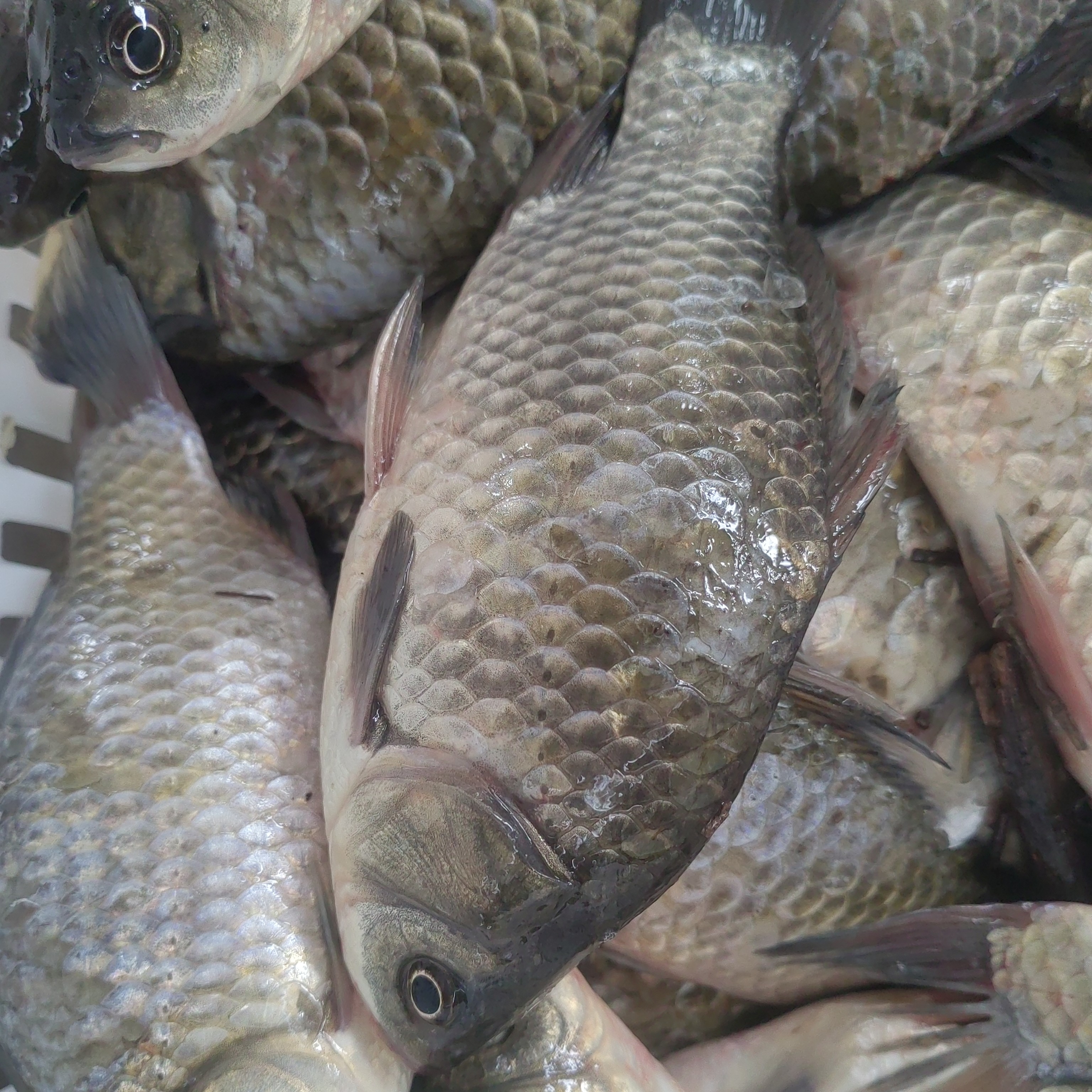 [冷链速发]丹江口生态鲫鱼去杂速冻发货