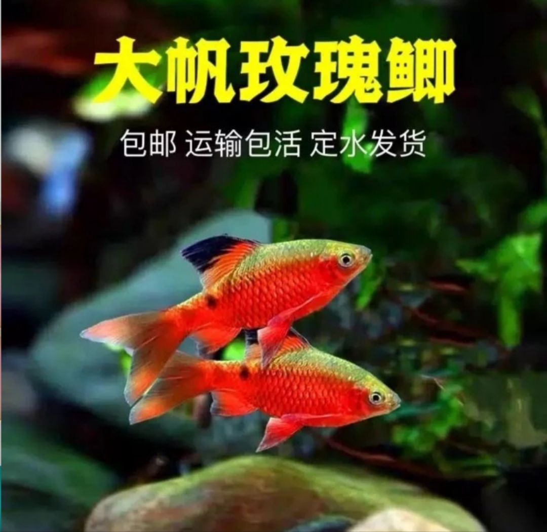 广温鱼大帆玫瑰鲫冷水观赏鱼好养耐活小型草缸练手鱼