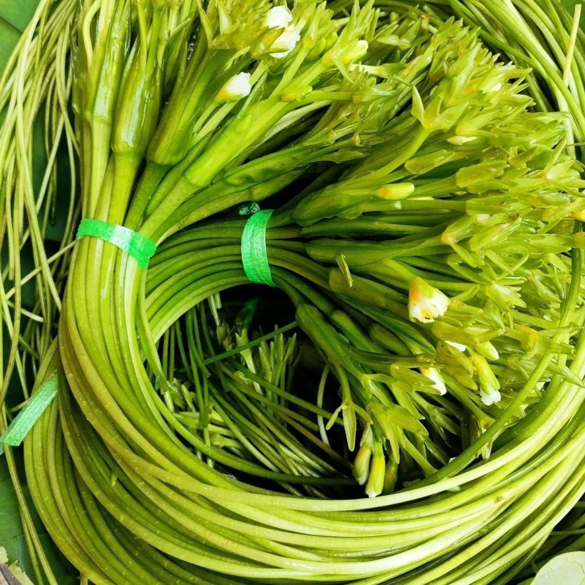 云南特产洱海菜特色新鲜蔬菜网红野菜大理海菜火锅菜水性杨花菜