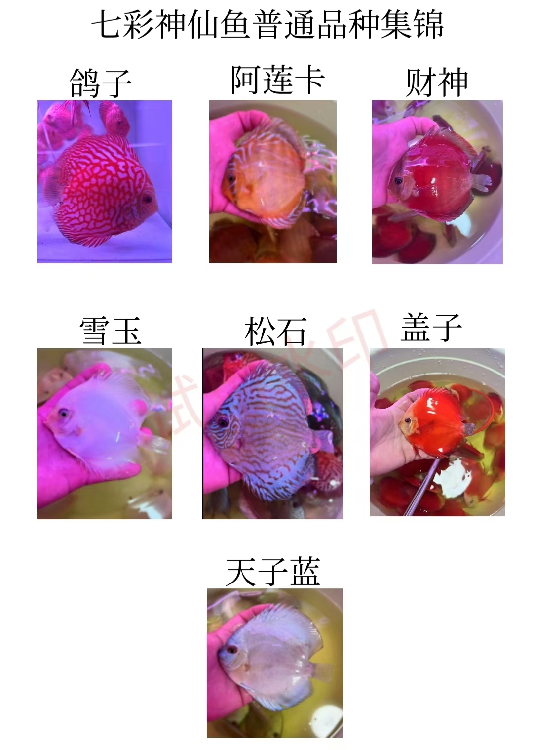 高品质观赏热带鱼七彩神仙鸽子盖子天子蓝雪玉黄金包邮练手鱼