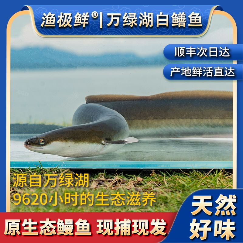 【渔极鲜】万绿湖白鳝活鱼-鳗鱼爽鳝紧实弹牙新鲜活发顺丰送礼宴请