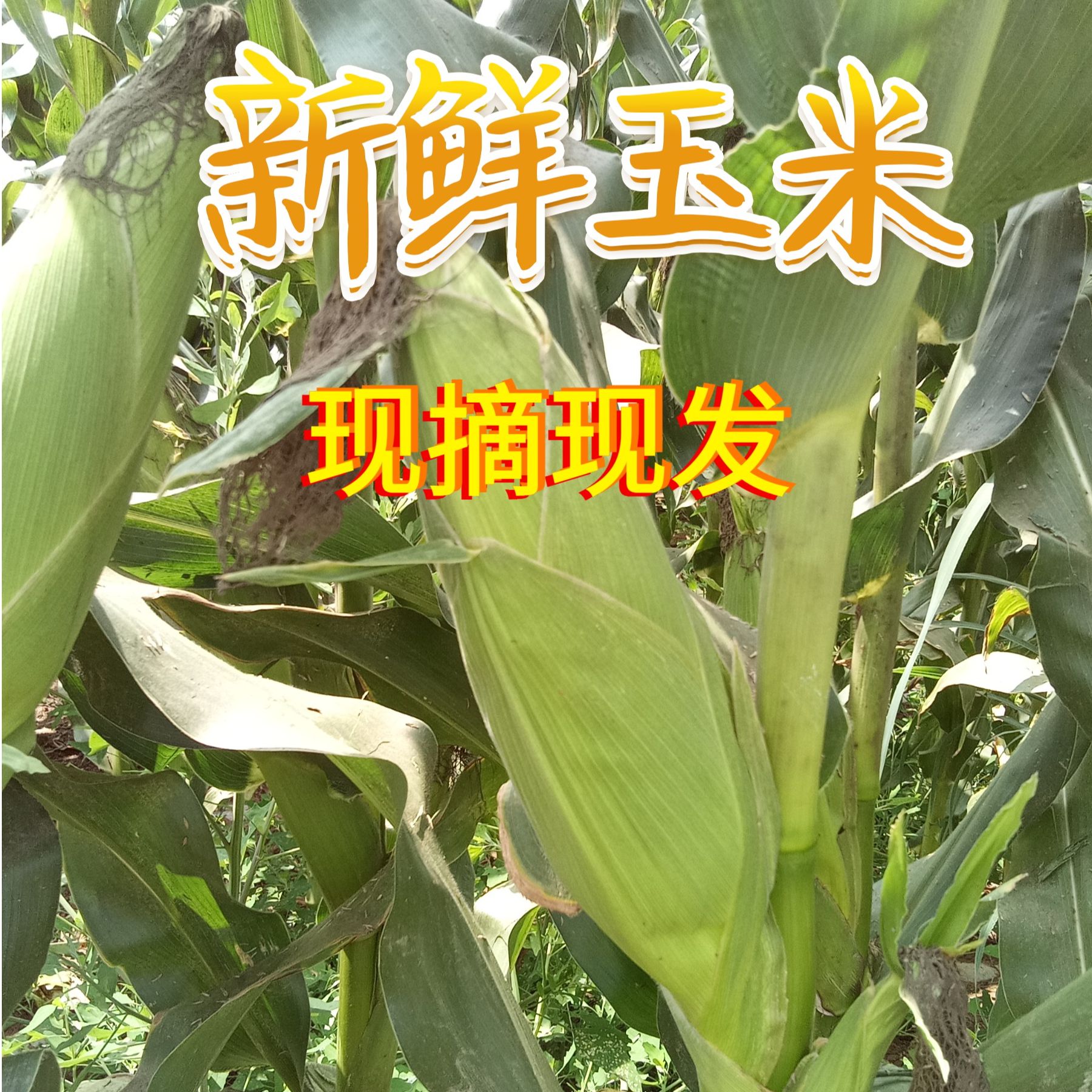 【新摘】新鲜玉米新采摘农田直发玉米白玉米糯玉米粗粮代餐充饥饱腹