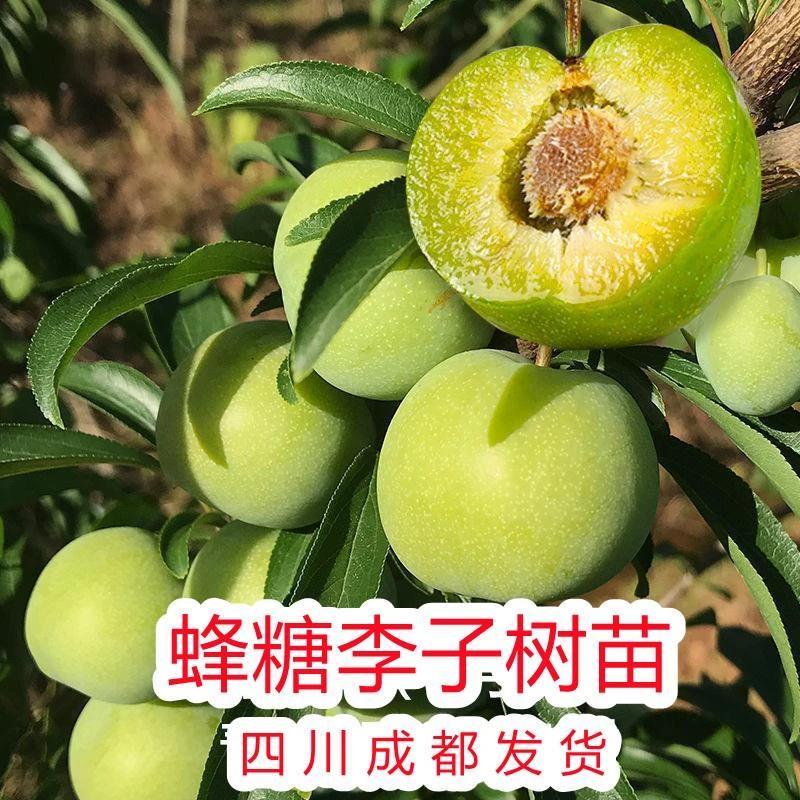 四川蜂糖李子树苗嫁接甜脆青脆脱骨李贵州早晚熟南北方种植新品种