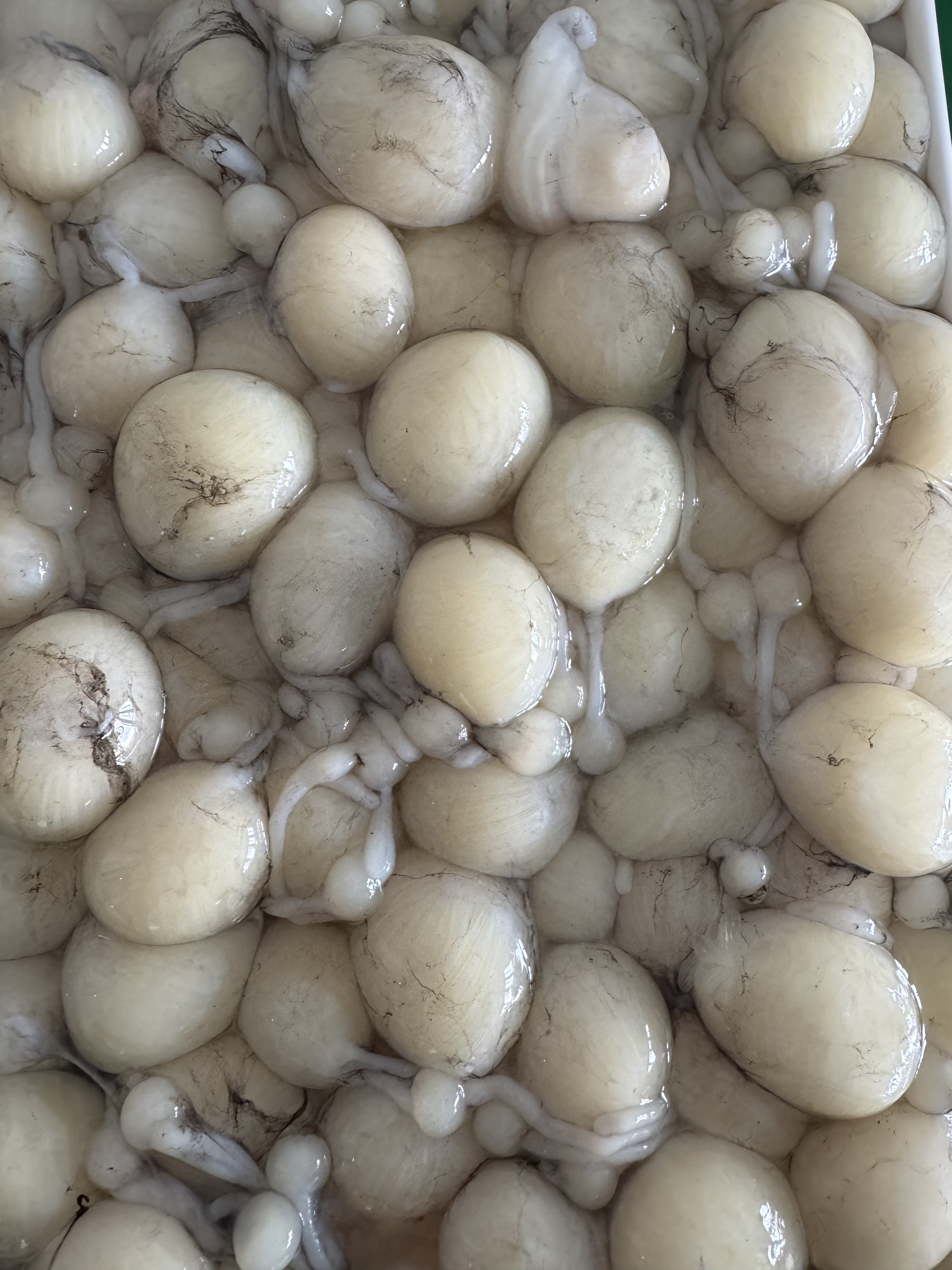 八代籽 短腿八代籽