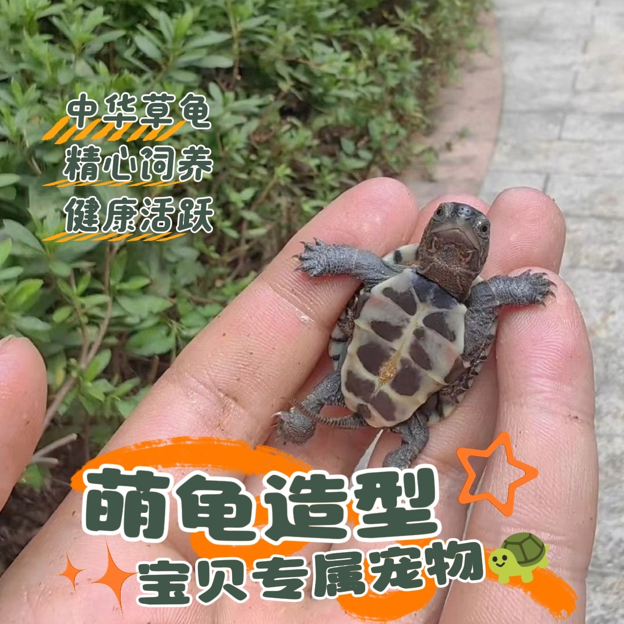 直播间_专用中华草龟地图龟白化巴西龟黄金甲鱼黄耳火焰龟乌龟