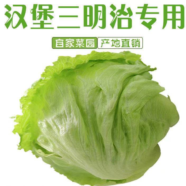 球生菜新鲜蔬菜圆生菜西生菜沙拉蔬菜生菜球农产品青菜沙拉菜新鲜