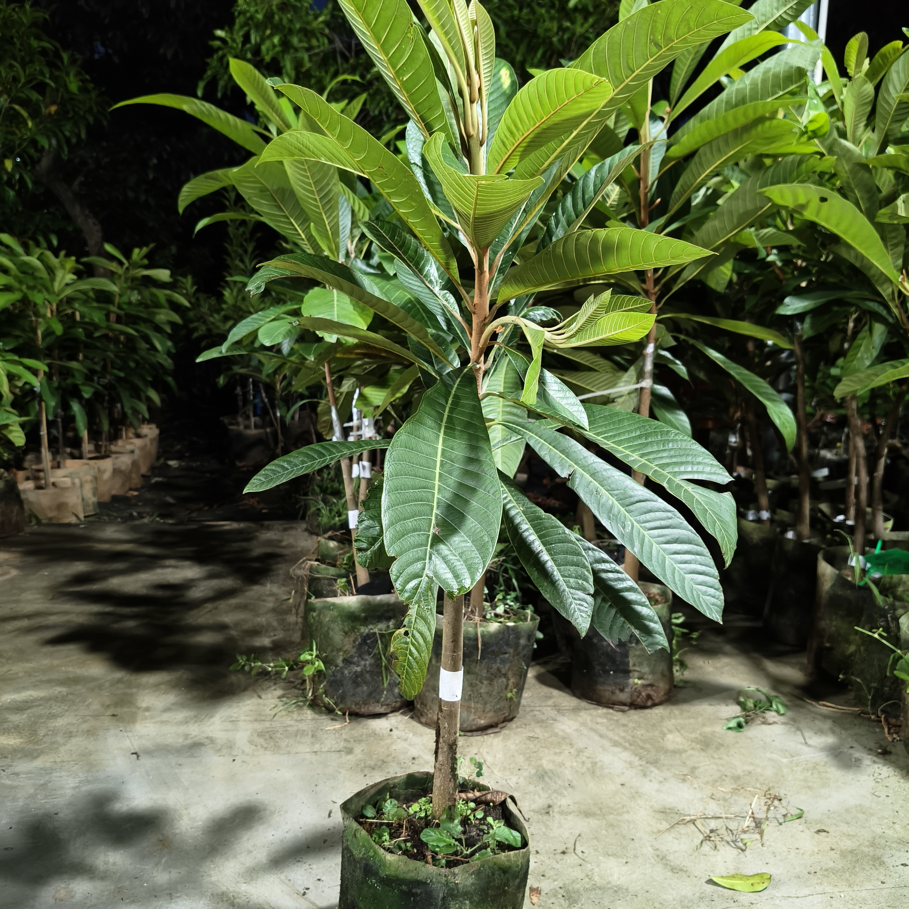 洛里托妈咪苗地栽盆栽庭院种植