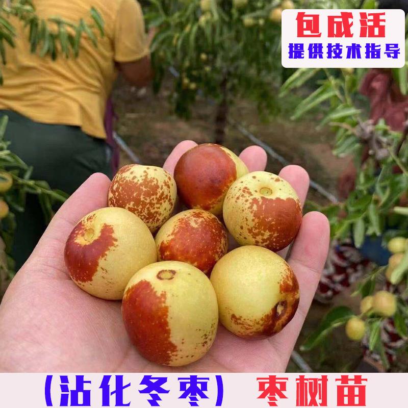 嫁接沾化冬枣树苗特大脆甜冬枣树活苗南方北方庭院盆栽地栽枣子树