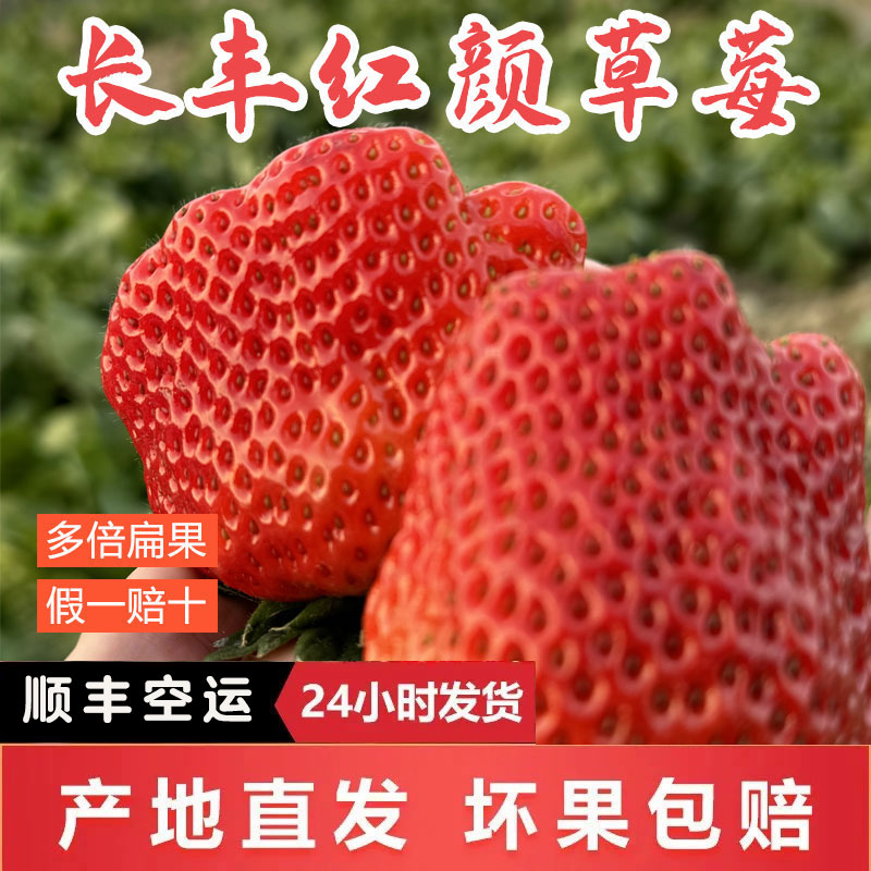 【顺丰/买2斤送1斤】长丰草莓红颜奶油草莓安徽长丰合肥新鲜草莓99