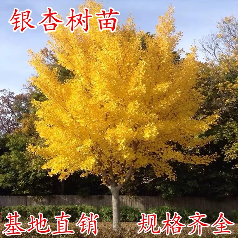 金叶银杏树苗白果活苗别墅庭院绿化苗木行道树银杏大树南北方种植
