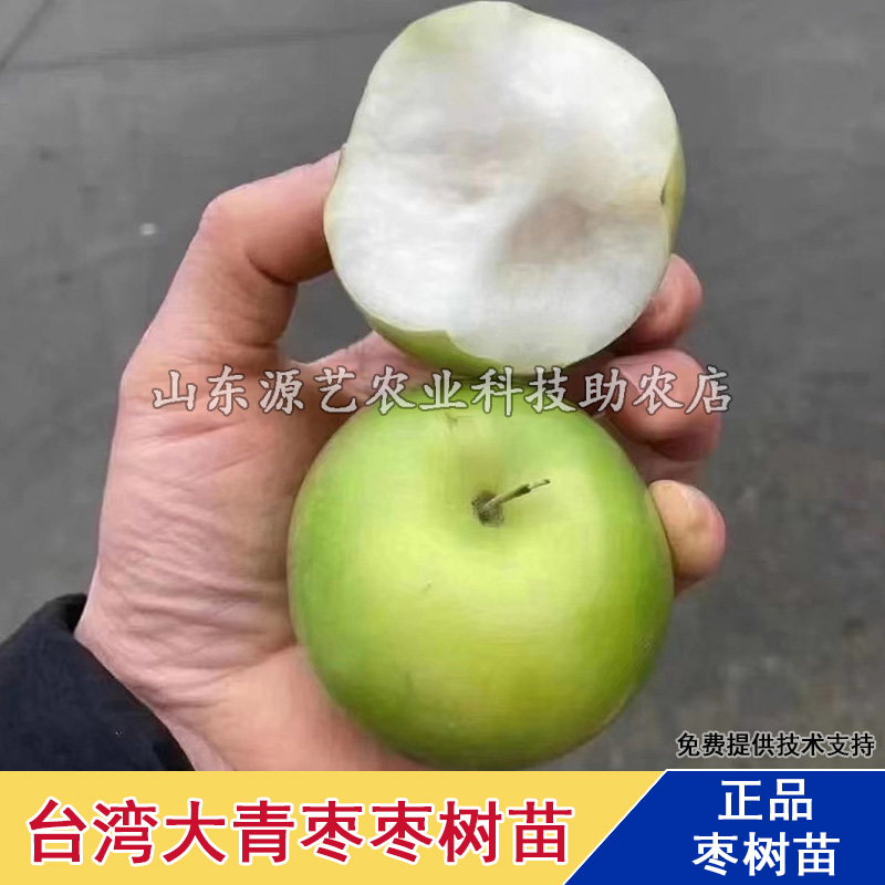 枣树活苗嫁接苹果枣台湾大青枣牛奶枣苗盆地栽北南方种植当年结果