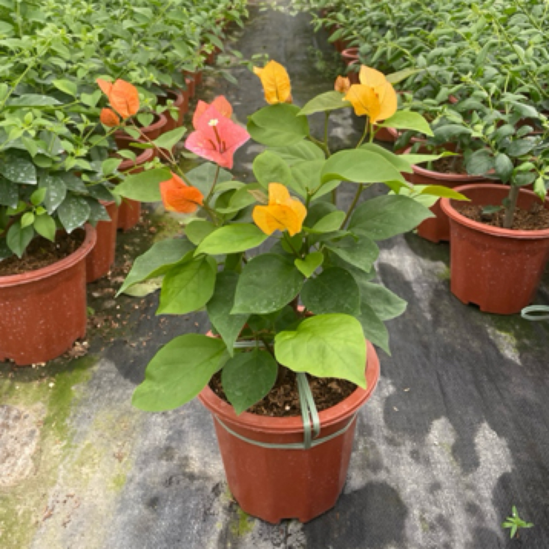 （阿达娜）三角梅四季开花庭院阳台爬藤植物盆栽