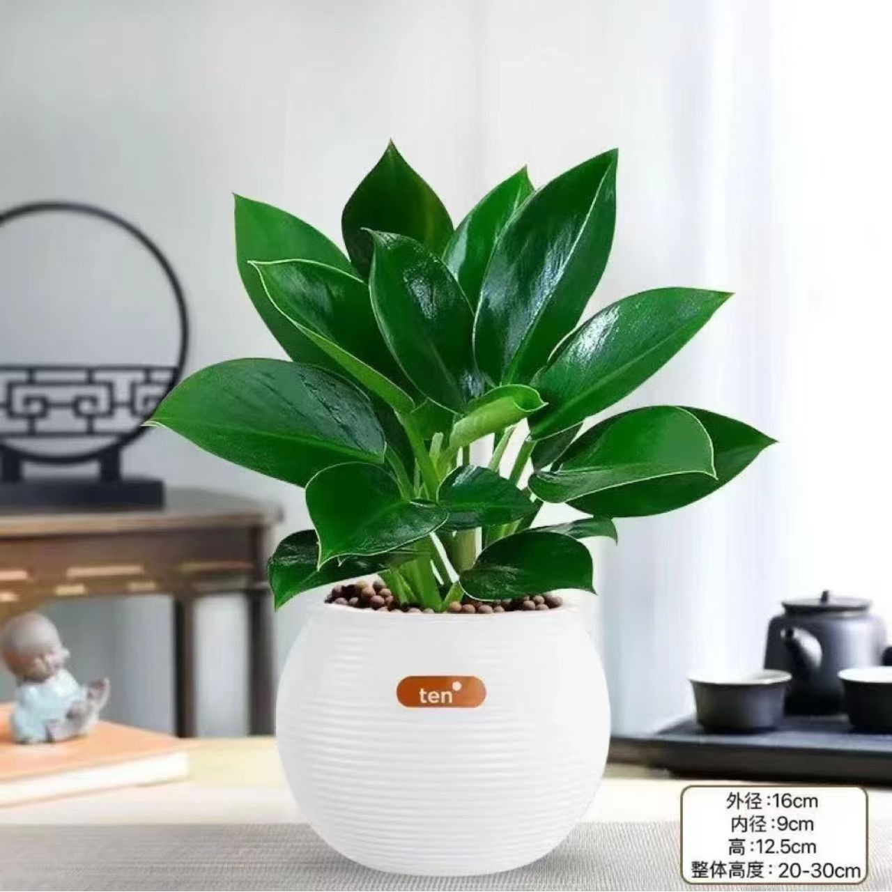 【补贴】金钻绿公主盆栽室内客厅桌面绿植物四季常青净化空气吸甲醛