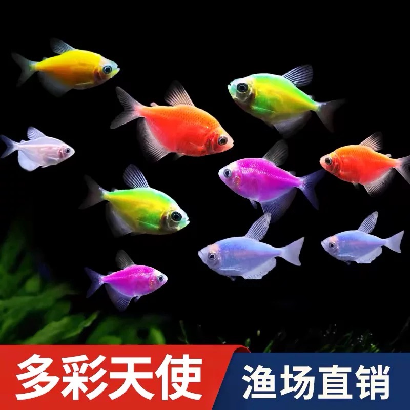 颜色混养靓丽天使鱼观赏鱼活体群游孔雀小型热带观赏鱼淡水耐活