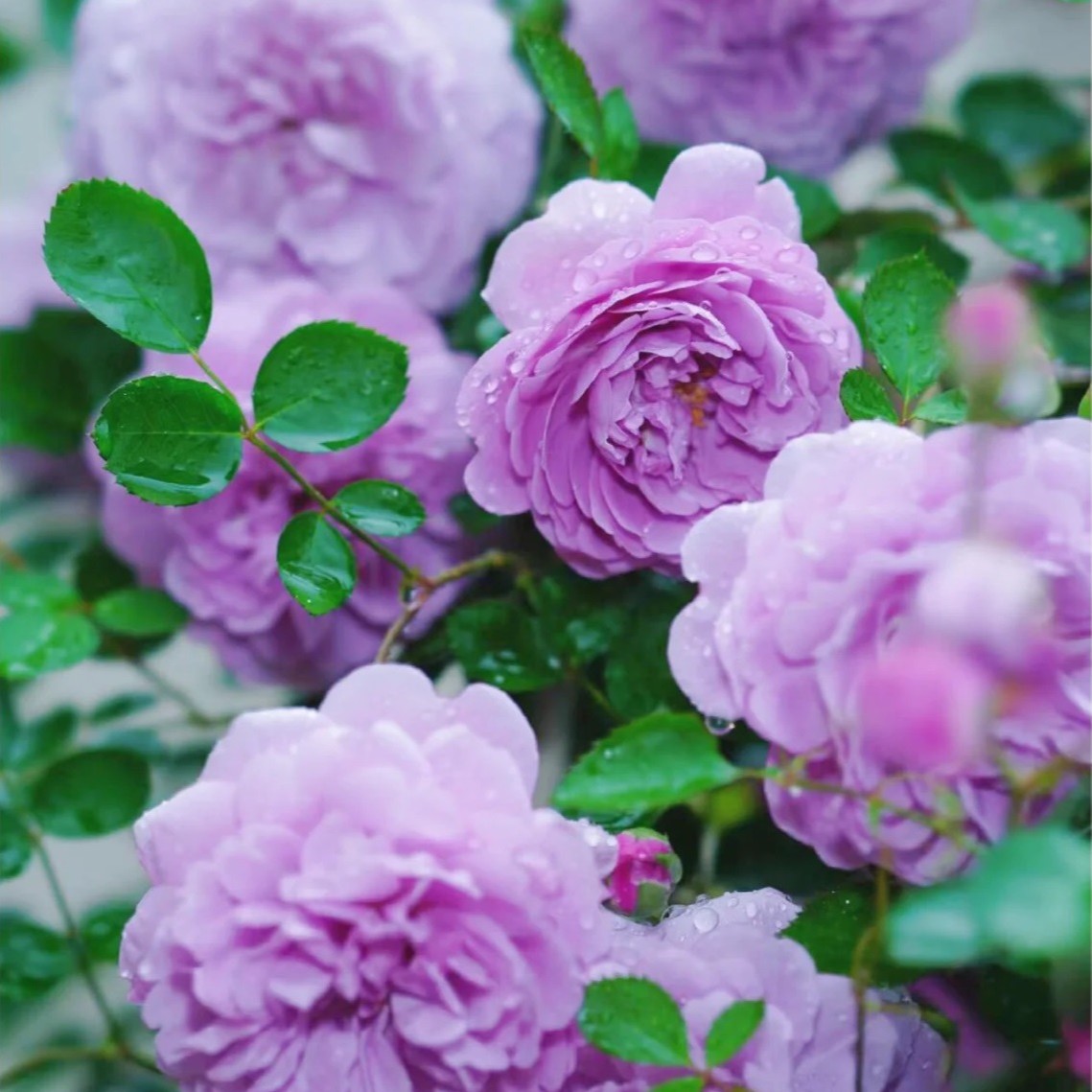 蓝色阴雨  1.2-1.5左右爬藤蔷薇月季 庭院 阳台 种植