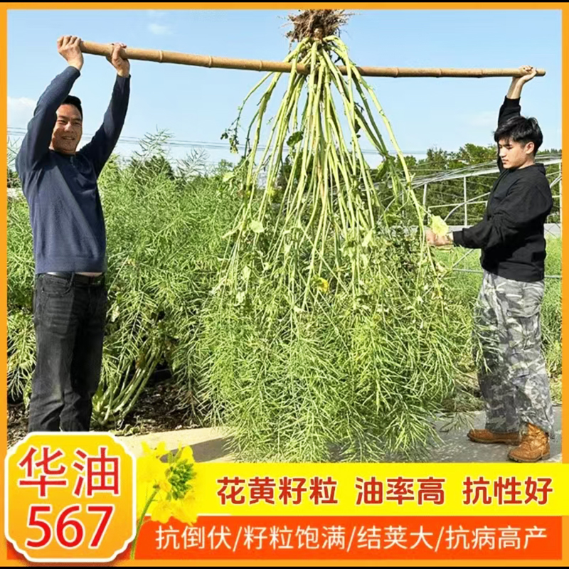 华油567油菜种籽花黄籽强分支抗病抗倒矮杆高产早熟油菜种子菜籽