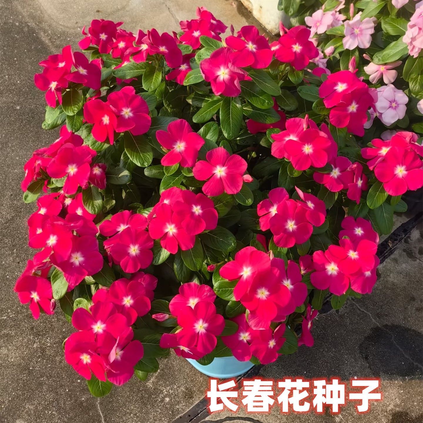 长春花种子耐热长花期日日春五叶梅四季梅种籽花坛阳台室内外盆栽