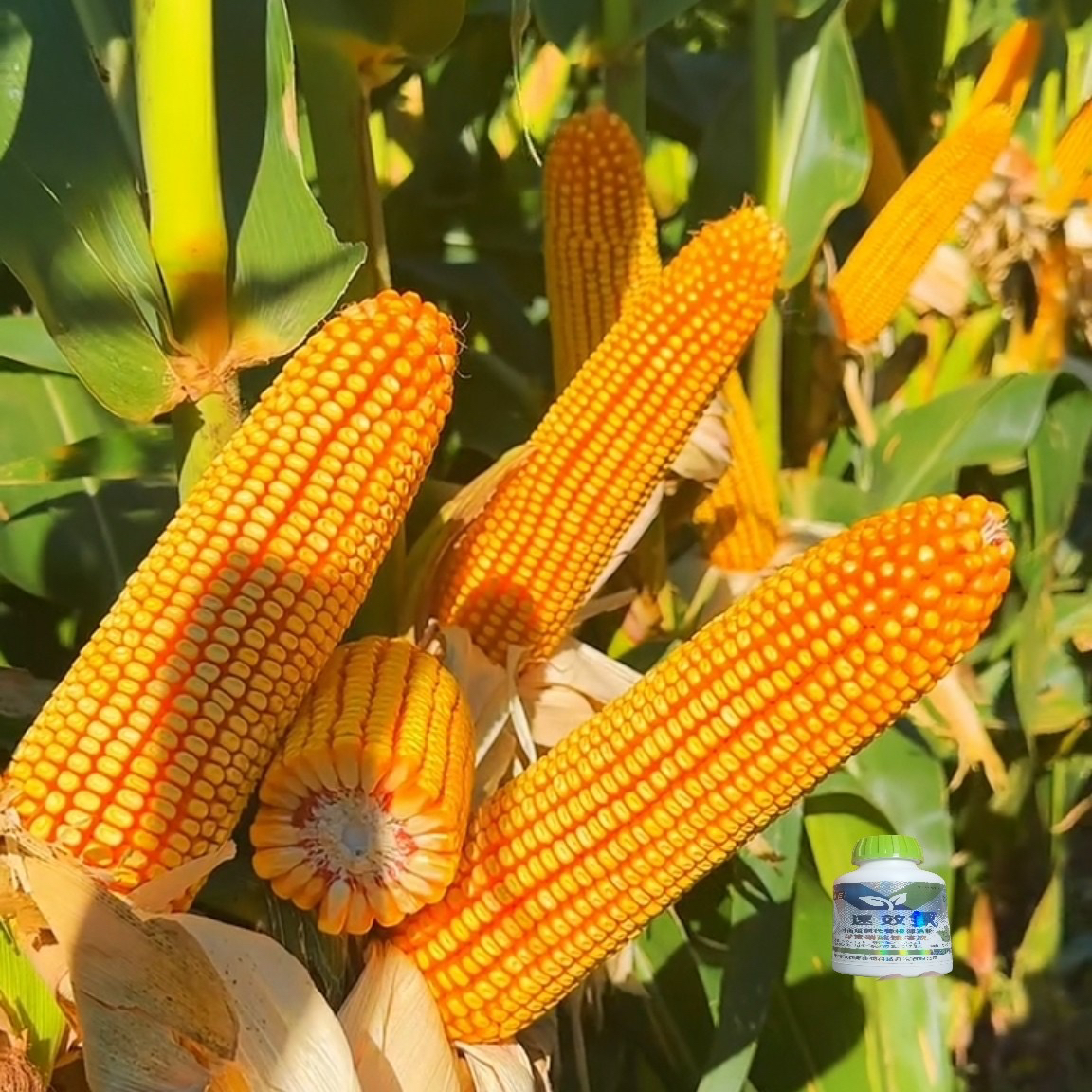 东亚宝塔矮杆铁杆不到王双棒抗锈病耐旱涝抗矮杆高产高产玉米种子
