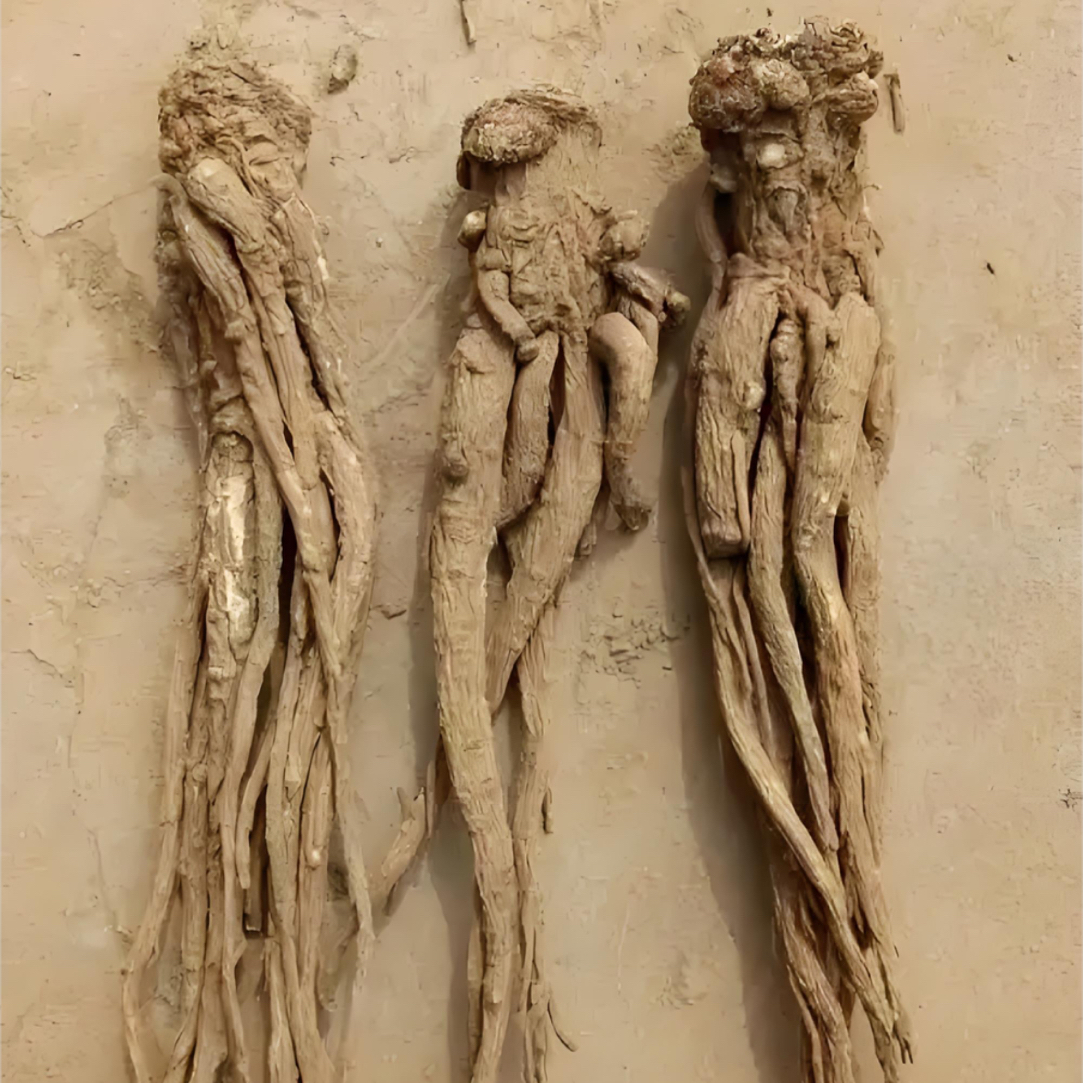 甘肃岷县当归小条干货可煲汤滋补养生佳品整根