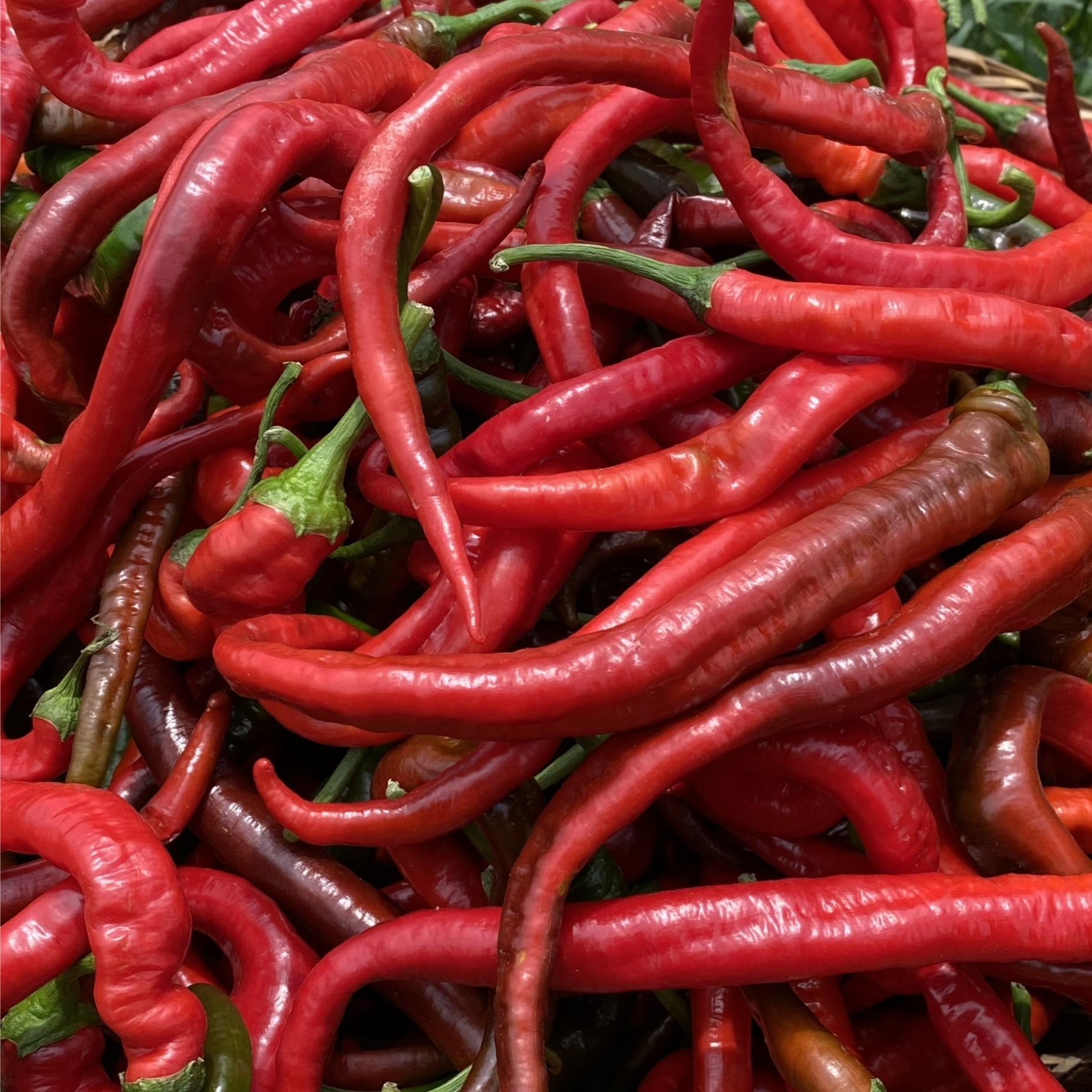 湖南双峰本地红辣椒现摘现发软糯香辣型