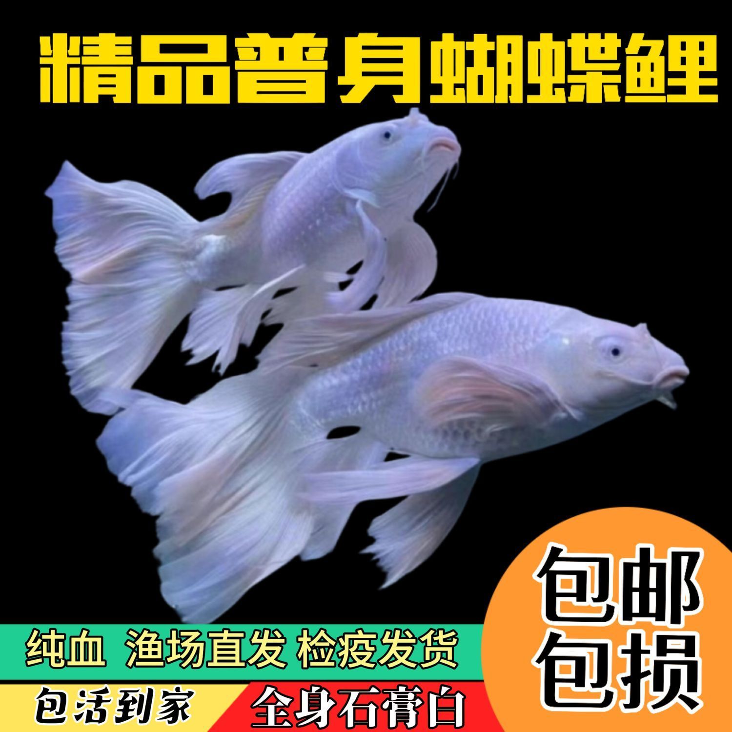 蝴蝶锦鲤纯种色普身招财纳福白色蝴蝶鲤观赏鱼冷水淡水鱼好养耐活