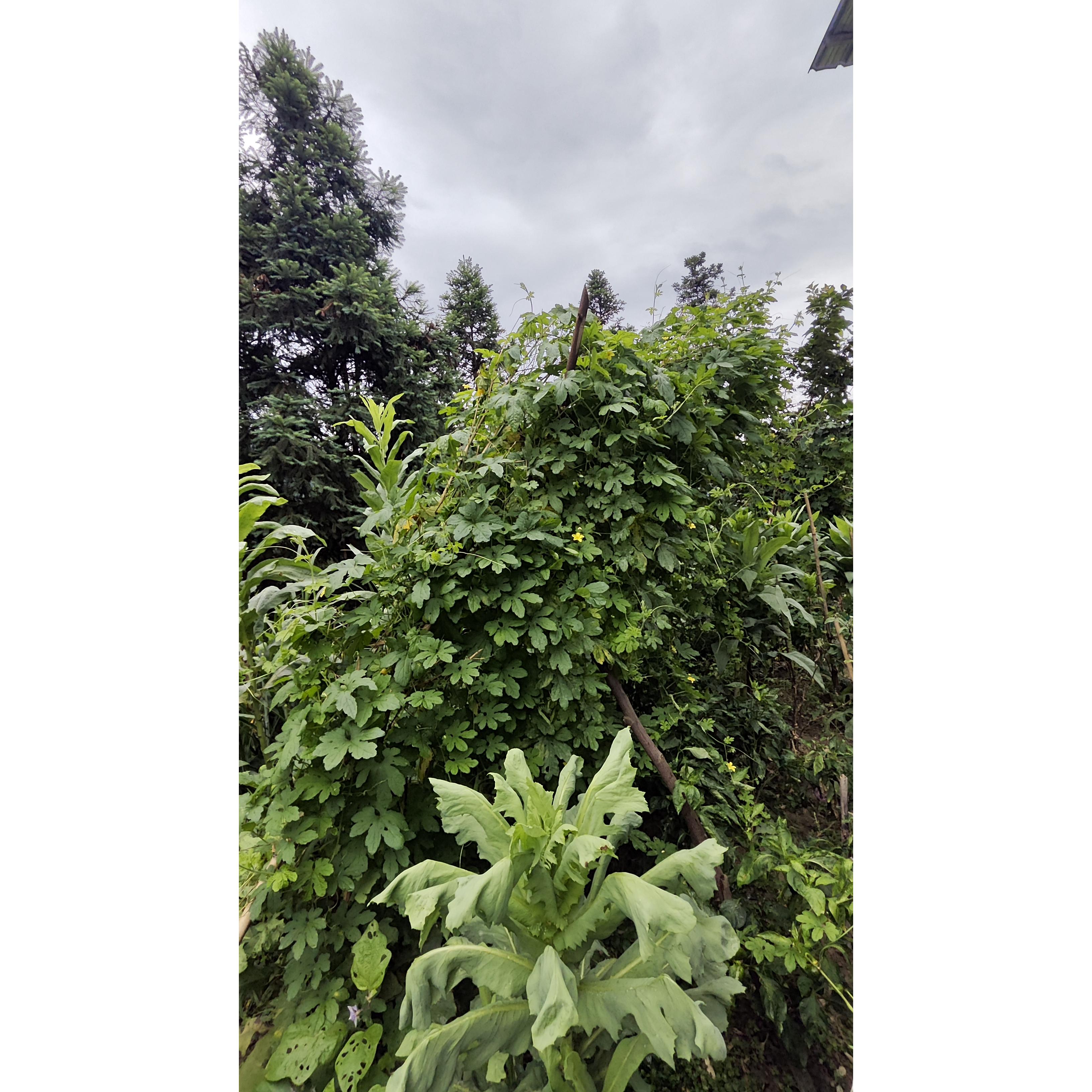 贵州高山农家原生态天然无污染农家苦瓜新鲜美味微苦现摘现发