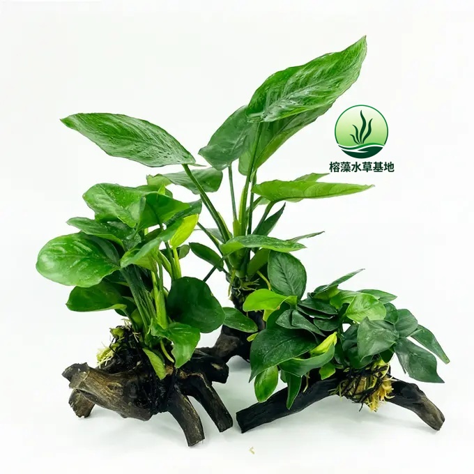 水草水榕沉木水草套餐淡水植物活体净化水质无需底砂新手懒人水草