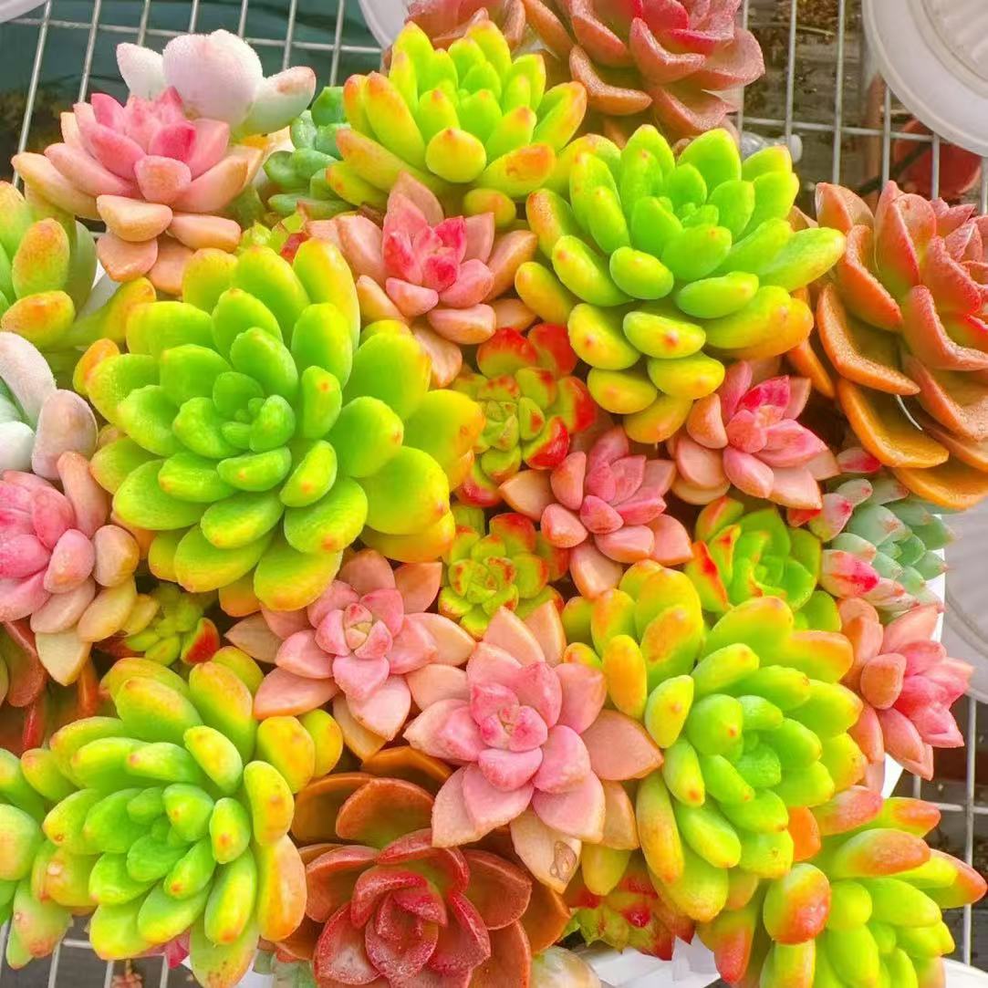 XS多彩拼盘+罗马盆 新手好养带盆栽好美观多肉植物秋季