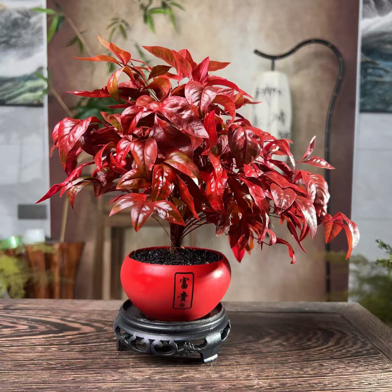 火焰南天竹盆栽观叶小盆景好养易活耐寒绿植书房茶桌办公室绿植