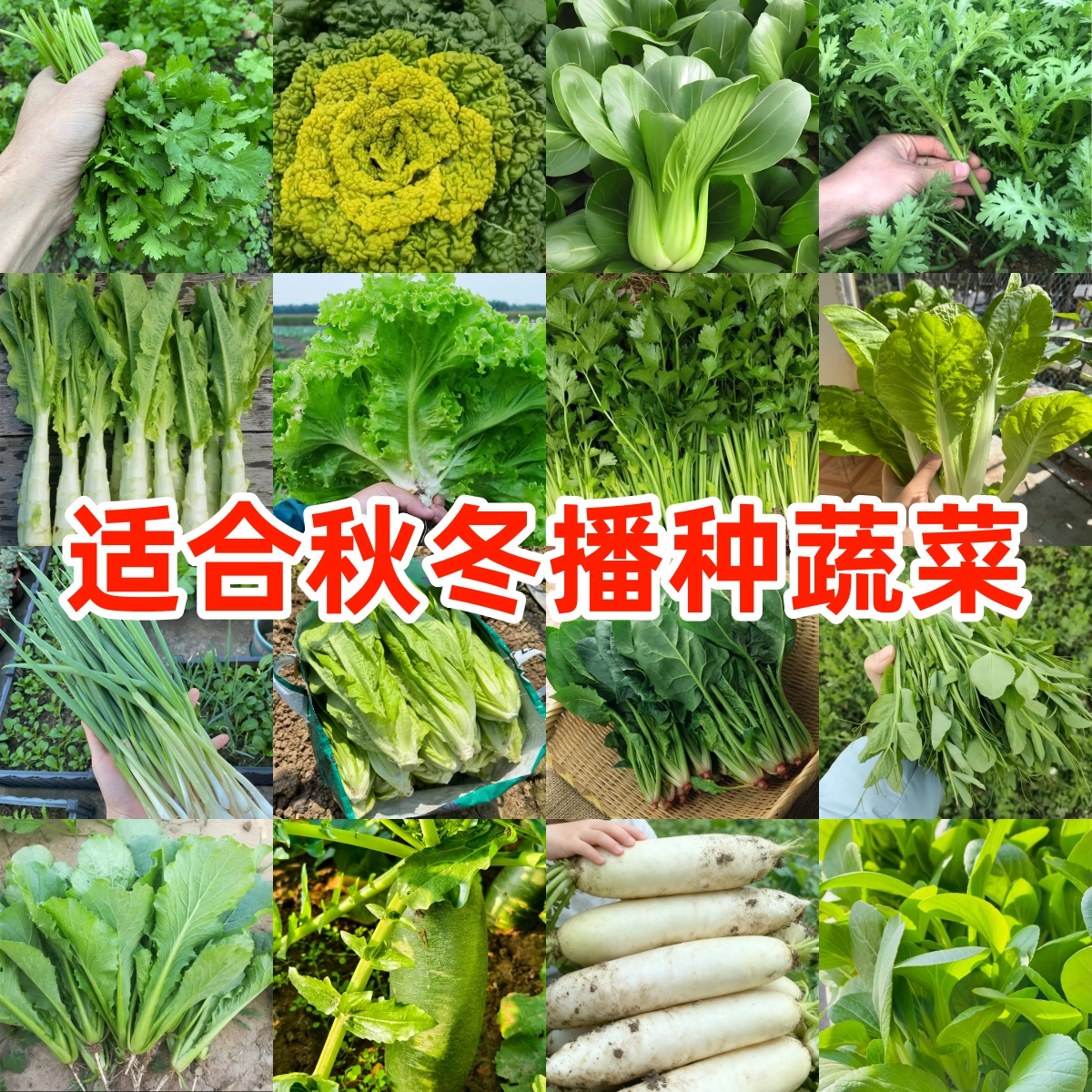 【植帮福利】蔬菜种子大全室内外农家阳台庭院播种香菜生菜萝卜种子