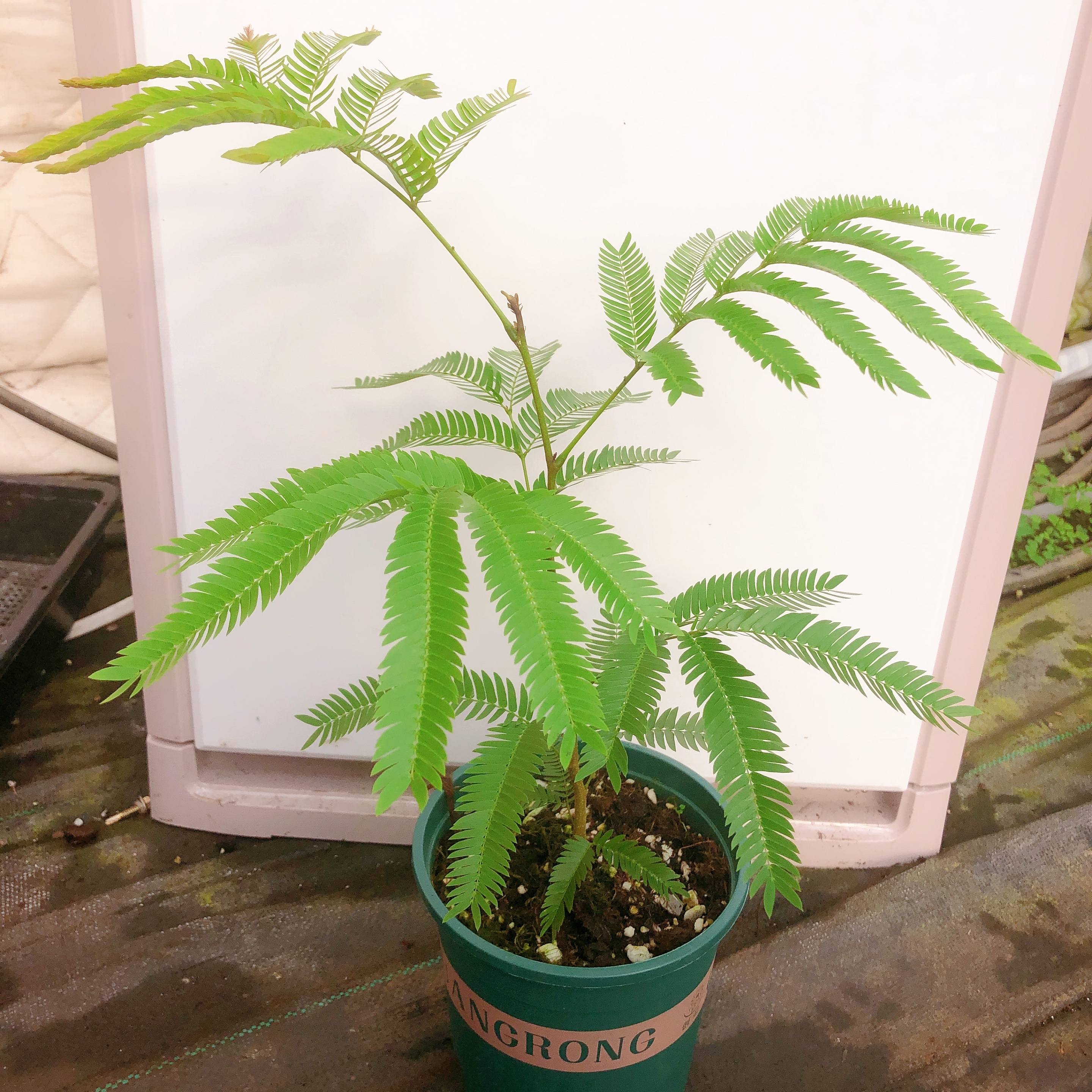 热带植物  加仑盆八枝条密叶猴耳环一颗籽播    以直播间展示为准