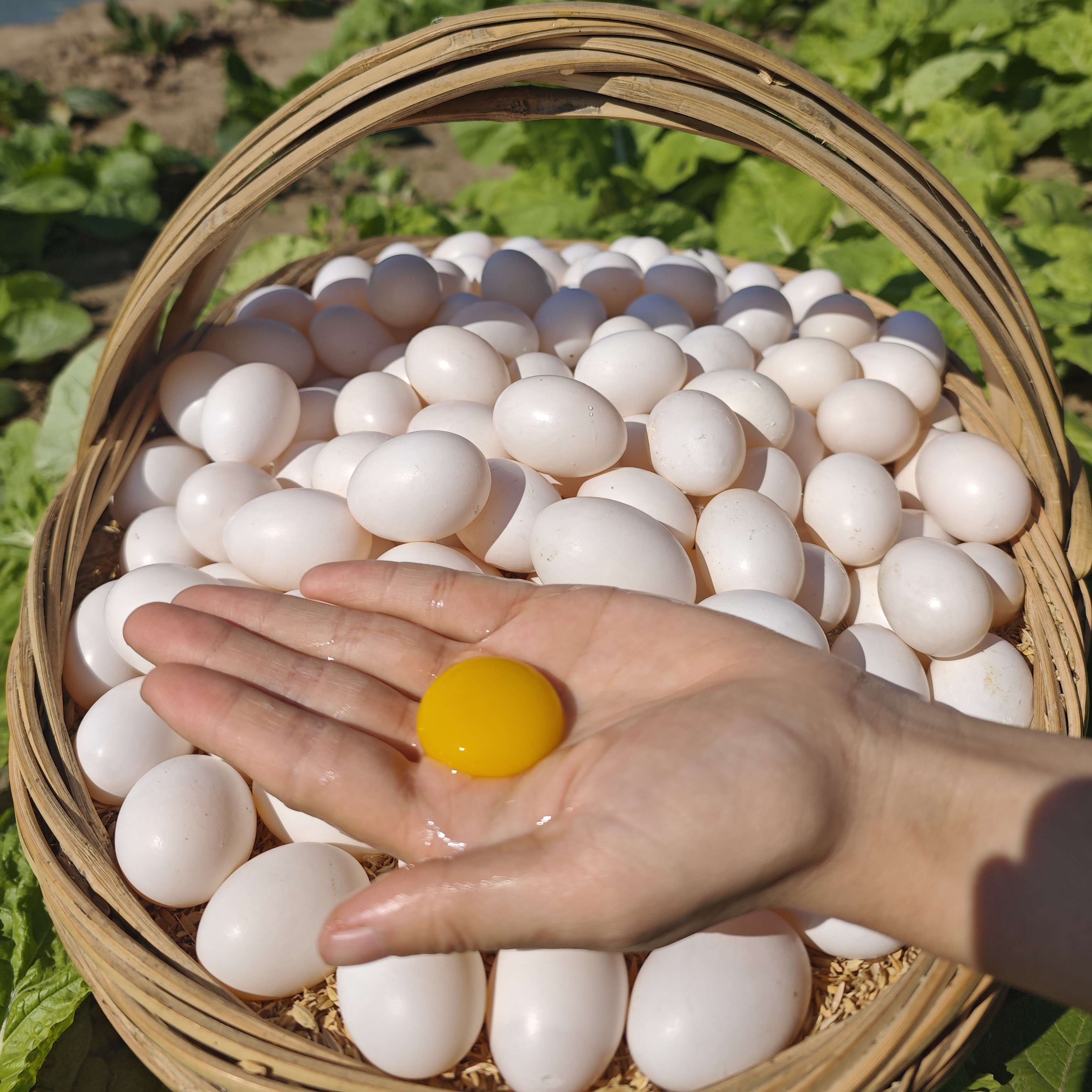 农家现捡鲜蛋杂粮鸽子蛋鸽棚直发顺丰包邮
