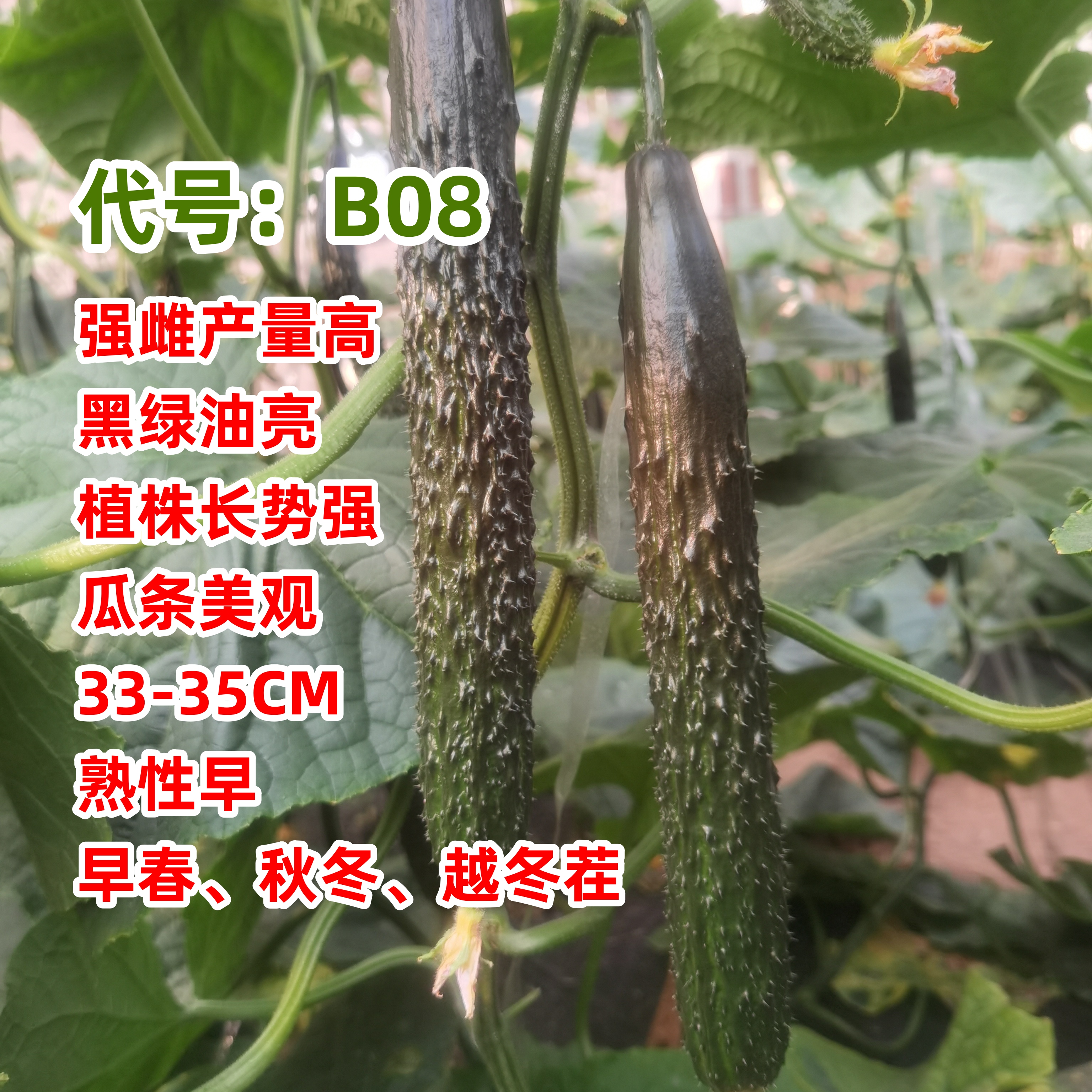 德瑞特B08黄瓜种子【秋冬 越冬 早春】强雌品种产量高深绿黑亮