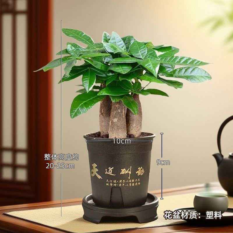 暖卉发财树盆栽室内绿植桌面花卉中式禅意招财运植物四季常青好养