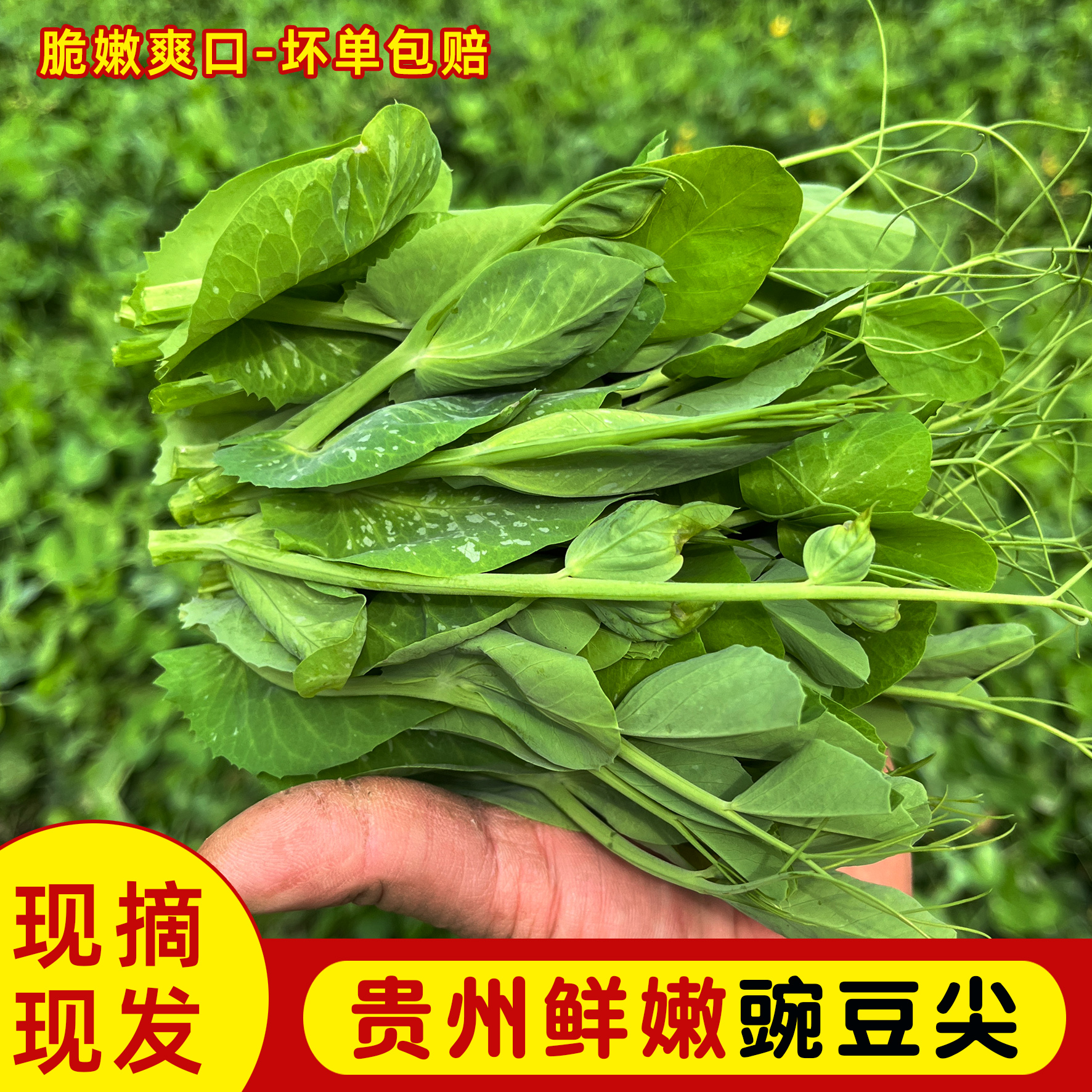 新鲜豌豆尖 时令蔬菜苔贵州现摘现发豆苗蔬菜火锅农家露天