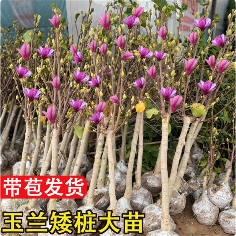紫玉兰树苗红玉兰花苗盆栽玉兰花树别墅庭院大型风景树白玉兰树苗