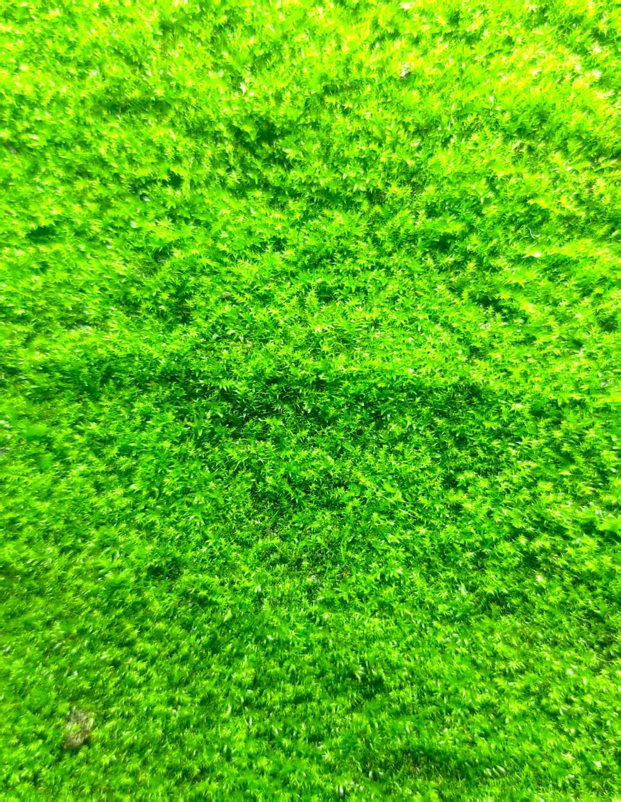 细羽藓植物苔藓（粗枝二号）