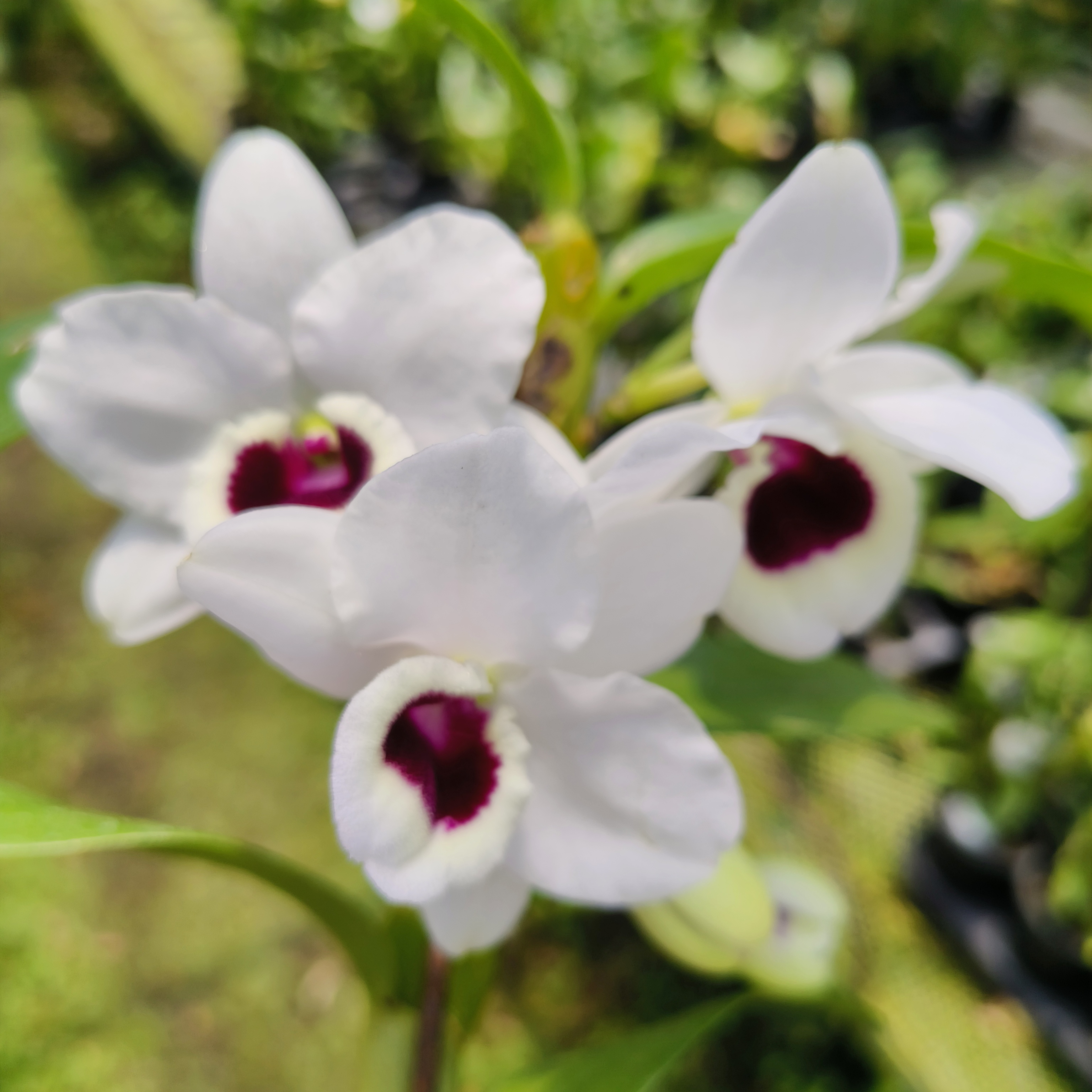 春石斛半白国王/盆栽花卉/绿植/浓香型/花期长/易养护石斛兰