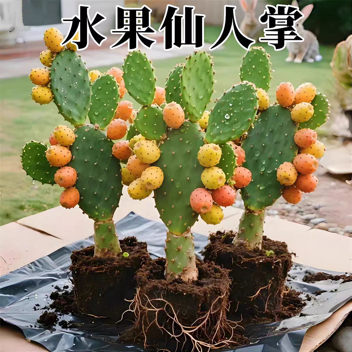 结果的米邦塔仙人掌果实绿植室内盆栽好养耐旱仙人掌盆栽